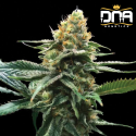 Sour Sorbet - DNA Genetics