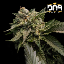 Strawberry Sorbet fem - DNA Genetics