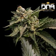 Strawberry Sorbet - DNA Genetics