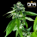 Sorbet Dreams fem - DNA Genetics