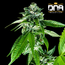 Sorbet Dreams - DNA Genetics