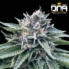 Sorbet 4 fem - DNA Genetics