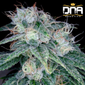 Sour Diesel - DNA Genetics