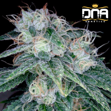 Sour Diesel fem - DNA Genetics Reserva Privada