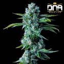 Skywalker Kush - DNA Genetics