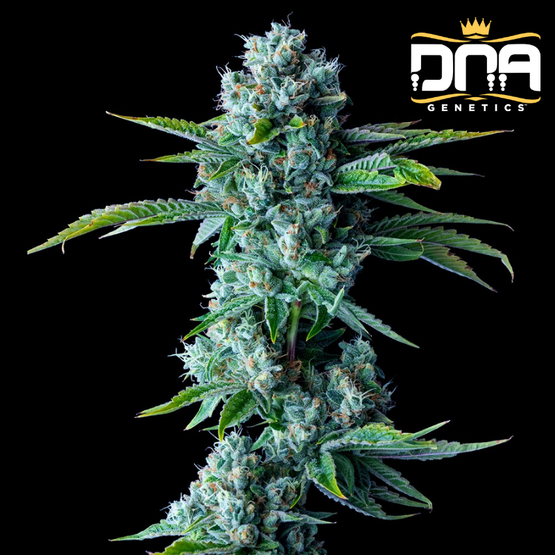 Skywalker Kush fem - DNA Genetics Reserva Privada