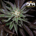 LA Confidential - DNA Genetics