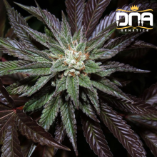 LA Confidential fem - DNA Genetics