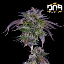 LA Confidential - DNA Genetics