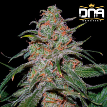 Lemon Skunk - DNA Genetics