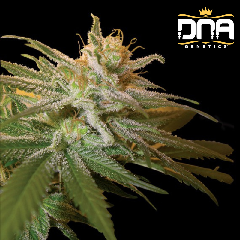 KushBerry fem - DNA Genetics