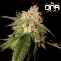 OG Kush fem - DNA Genetics RP