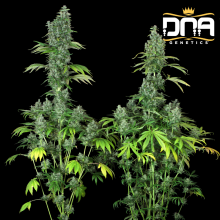 Kandy Kush fem - DNA Genetics RP