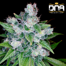 Kandy Kush fem - DNA Genetics RP