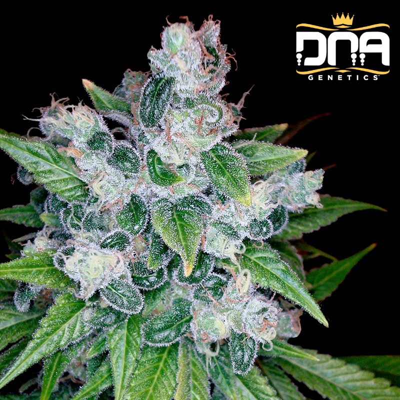 Kandy Kush - DNA Genetics RP