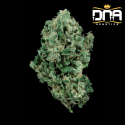 Kandy Kush - DNA Genetics RP