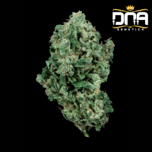 Kandy Kush - DNA Genetics RP