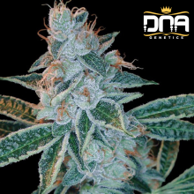 Lemon OG Kush - DNA Genetics