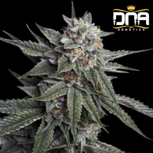 Holy Grail Kush fem - DNA Genetics