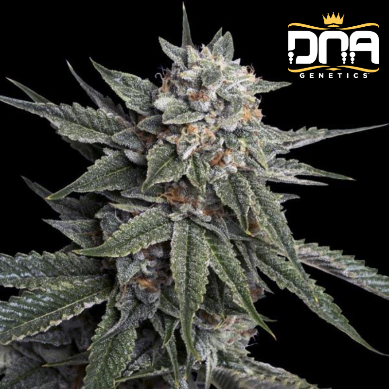 Holy Grail Kush - DNA Genetics