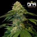 Holy Grail Kush fem - DNA Genetics