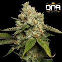 Kosher Kush - DNA Genetics