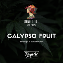 Calypso Fruit (One Shot Edition) - Grateful Seeds