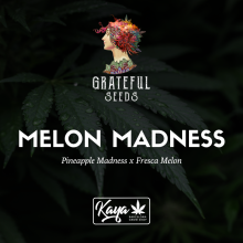Melon Madness - Grateful Seeds