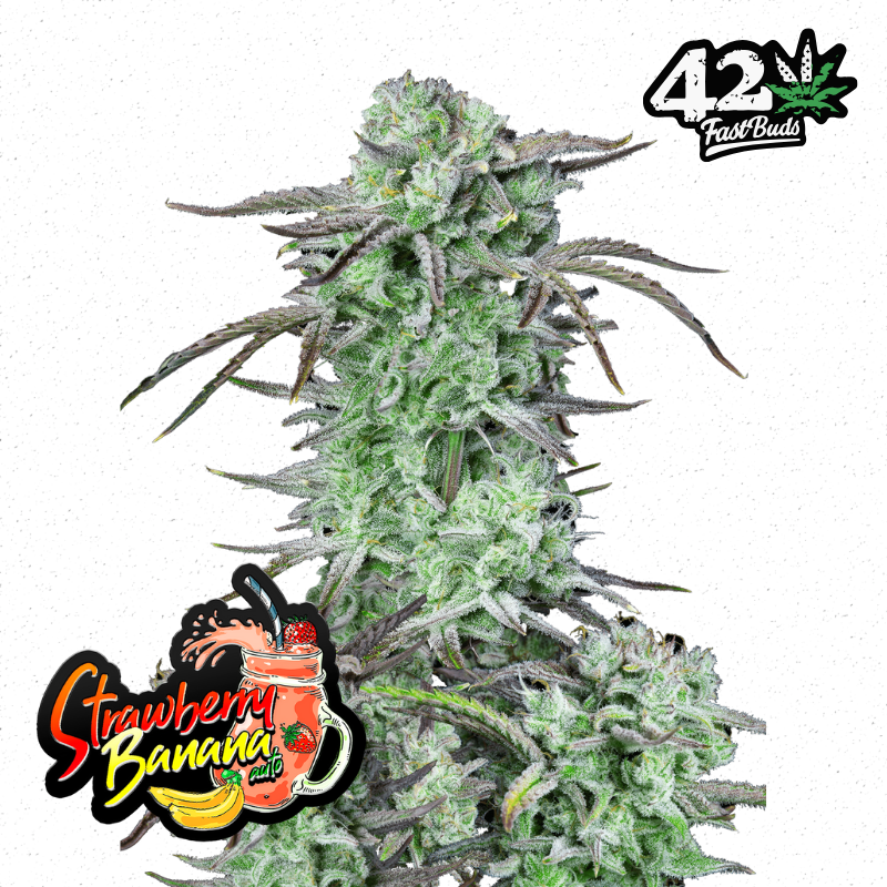 Six Shooter Auto » Fast Buds, Fast Buds - Autoflowering, Seeds