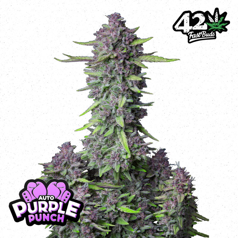 Purple Punch Auto - Fast Buds