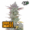 Gorilla Cookies auto - Fast Buds