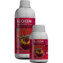 Bloom Explosion 13 - 14