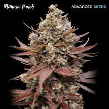 Mimosa Punch - Advanced Seeds