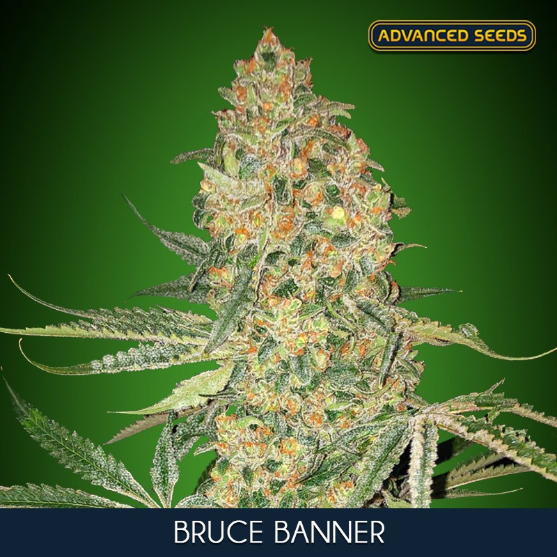 Bruce Banner - Advanced Seeds