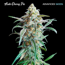Auto Cherry Pie - Advanced Seeds