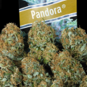 Auto Pandora - Paradise Seeds