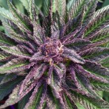Sweet Purple fem - Paradise Seeds