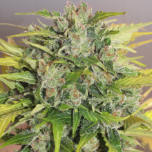 Auto White Russian - Serious Seeds