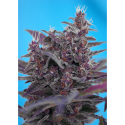 Auto Black Cream - Sweet Seeds - Stock Renewal