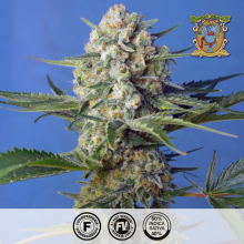 Crystal Candy F1 Fast Version - Sweet Seeds