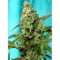 Green Poison F1 Fast Version - Sweet Seeds
