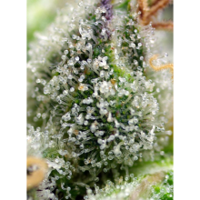 Green Poison F1 Fast Version - Sweet Seeds