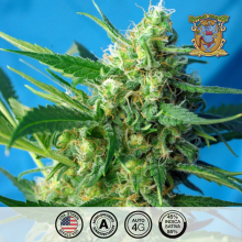 Auto NYC Diesel - Sweet Seeds - Renovación de Stock