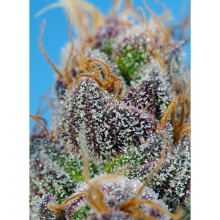 Strawberry Cola Sherbet F1 Fast Version - Sweet Seeds