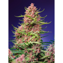 Strawberry Cola Sherbet F1 Fast Version - Sweed Seeds