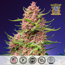 Strawberry Cola Sherbet F1 Fast Version - Sweet Seeds