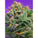 Sweet Cheese F1 Fast Version - Sweet Seeds