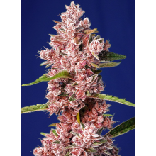 Tropicanna Poison Fast Version - Sweet Seeds