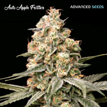 Auto Apple Fritter - Advanced Seeds