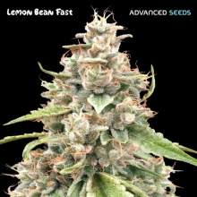 Lemon Bean Fast - Advanced Seeds